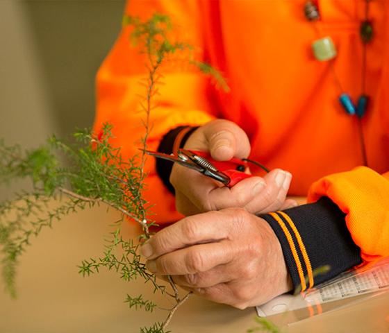 Decorative image - close up of someone trim a plant for propagation